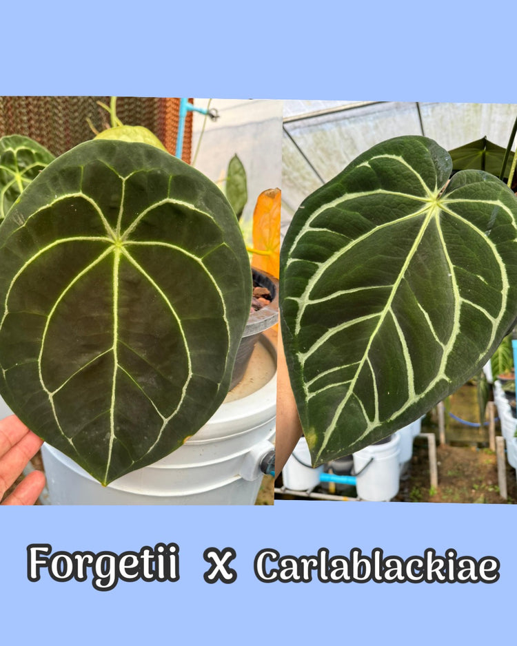 Anthurium Forgetii x Carlablackiae