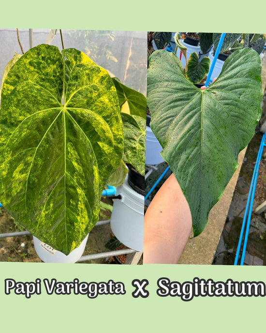 Anthurium Papilillaminum Variegata x Sagittatum