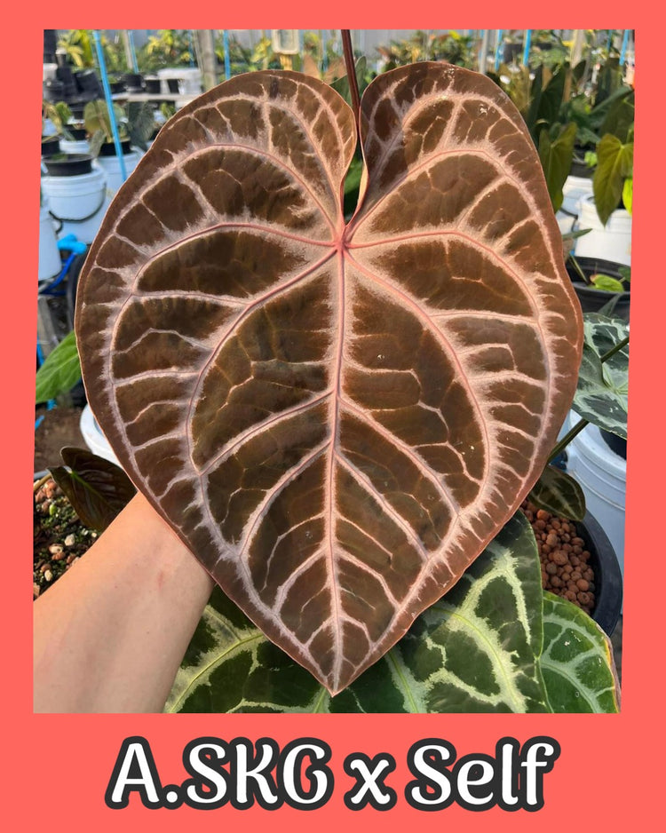 Anthurium Silver Krone Gardens x Self