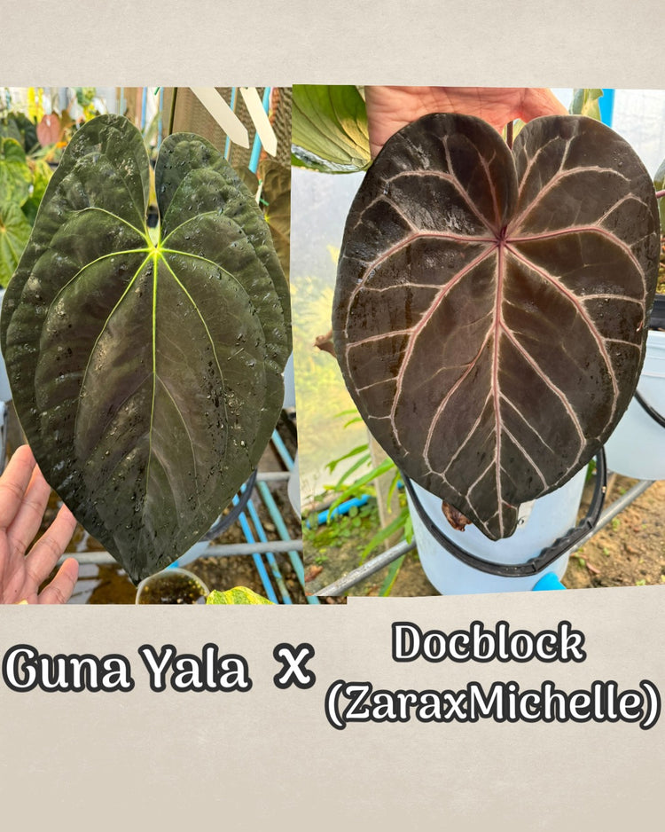 Anthurium Guna Yala x DocBlock (ZaraxMichelle)