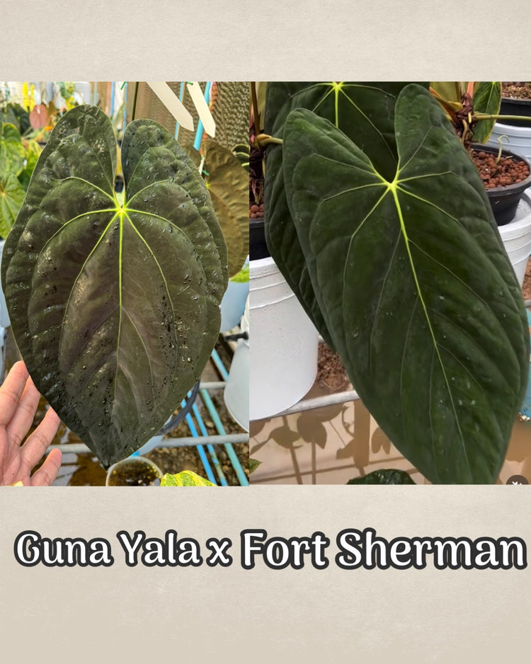 Anthurium Guna Yala x Fort Sherman
