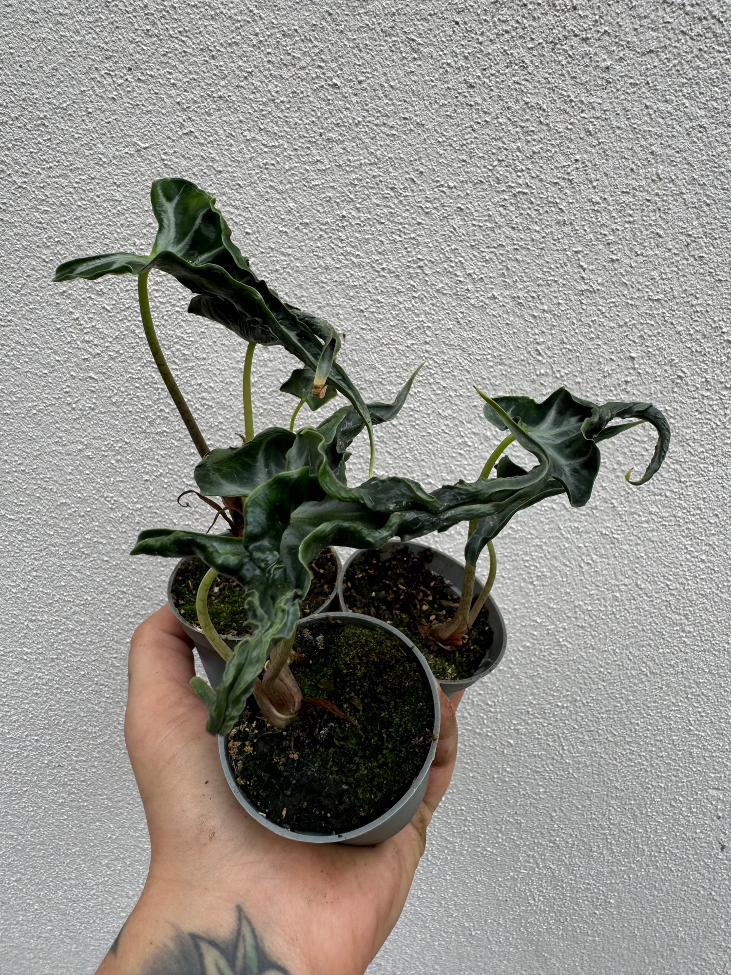 Alocasia Loco