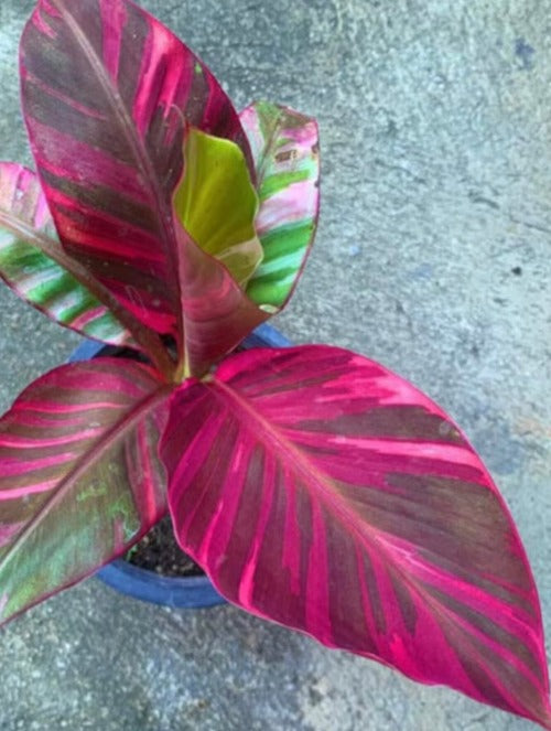 Musa Nono (Pink Variegata)