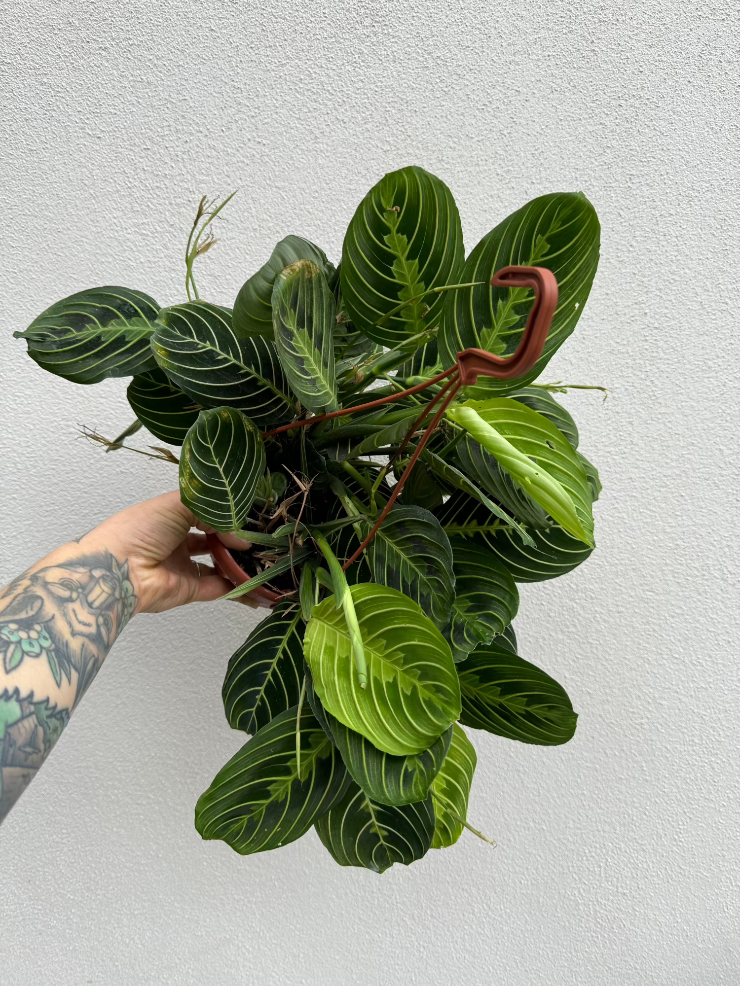 Maranta Lemon Lime