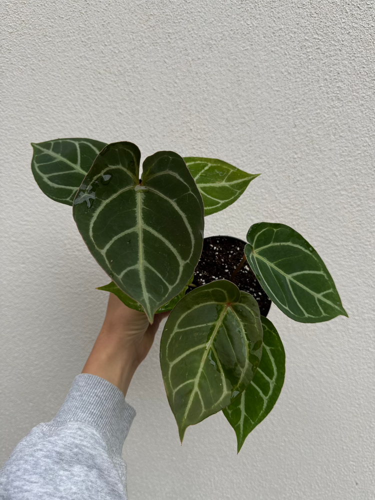 Anthurium Red Gunsal