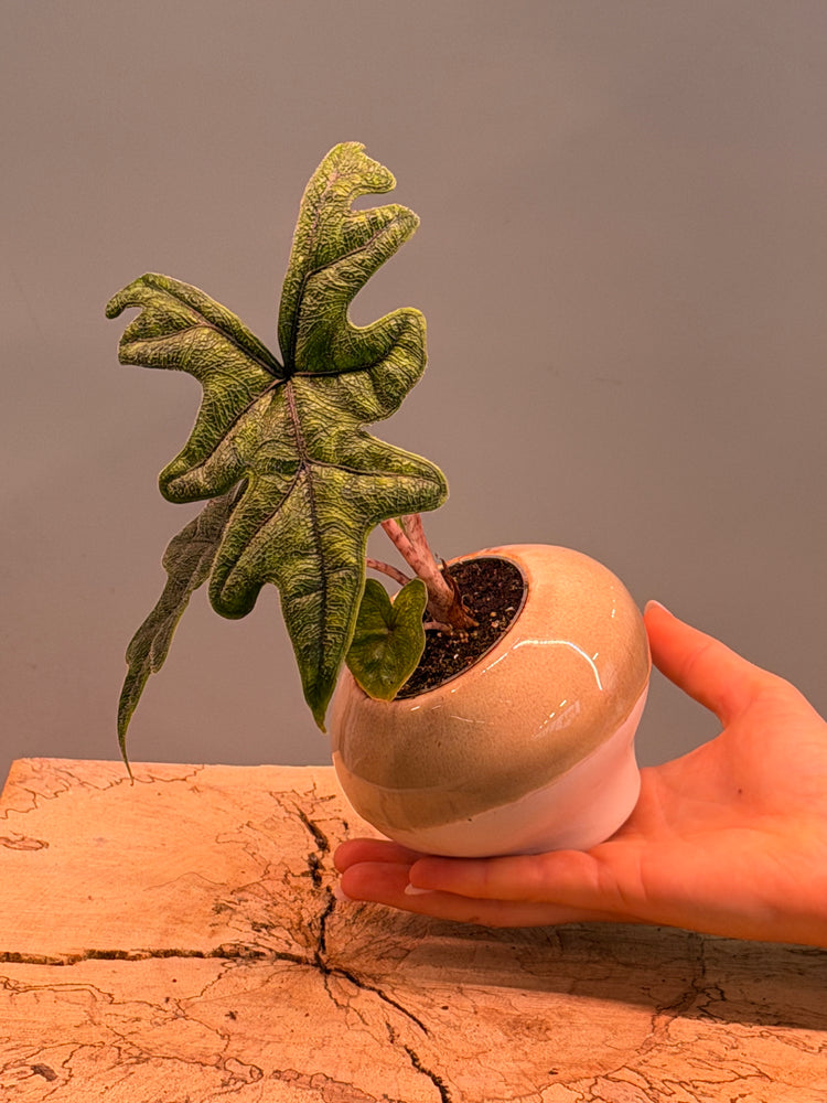Alocasia Jacklyn in einem Topf