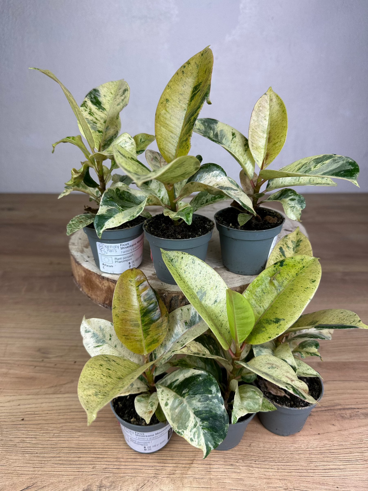 Ficus Shivereana Moonshine