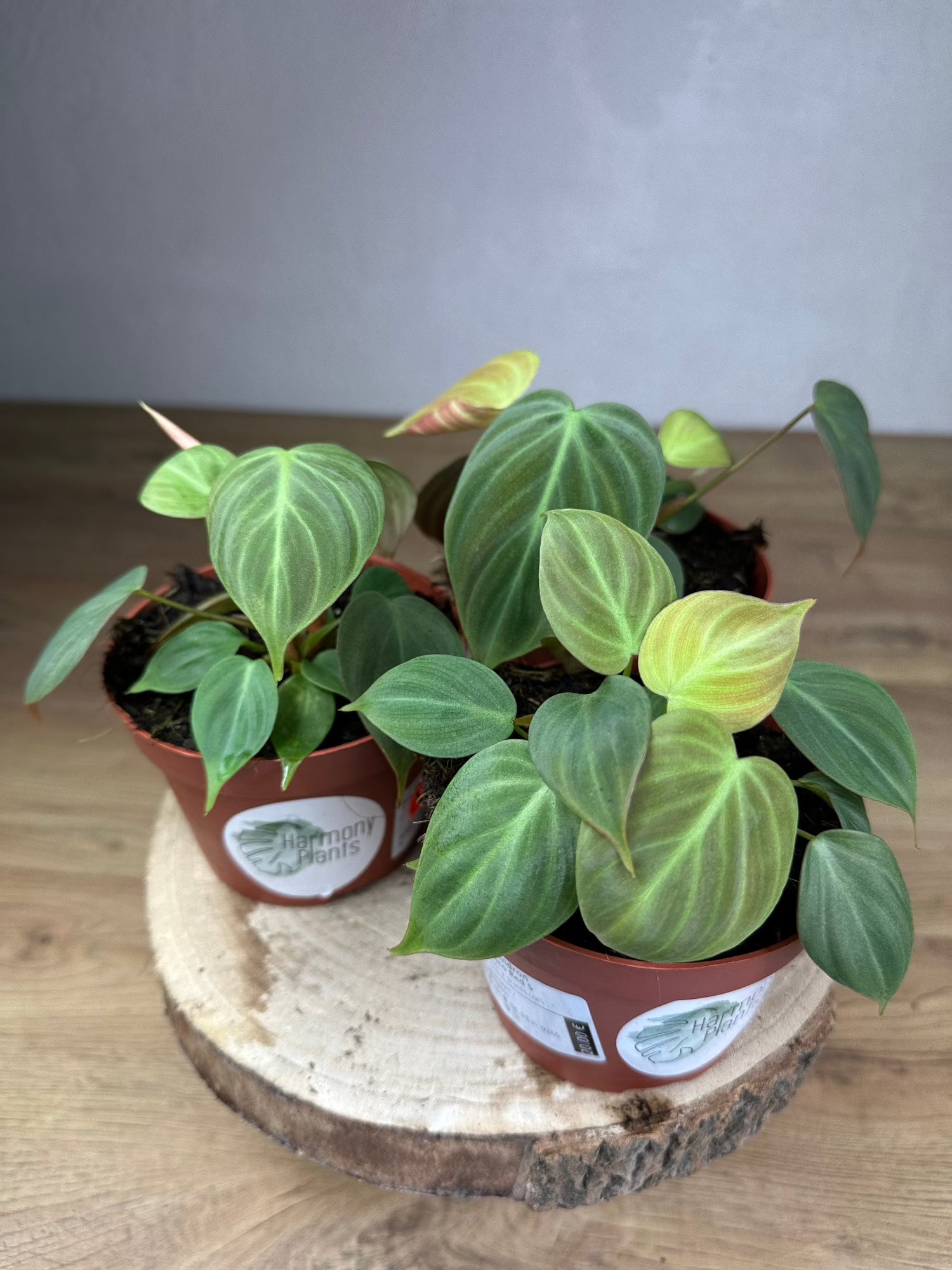 Philodendron El Choco Red S Harmony Plants Philodendron El Choco Red S Harmony Plants
