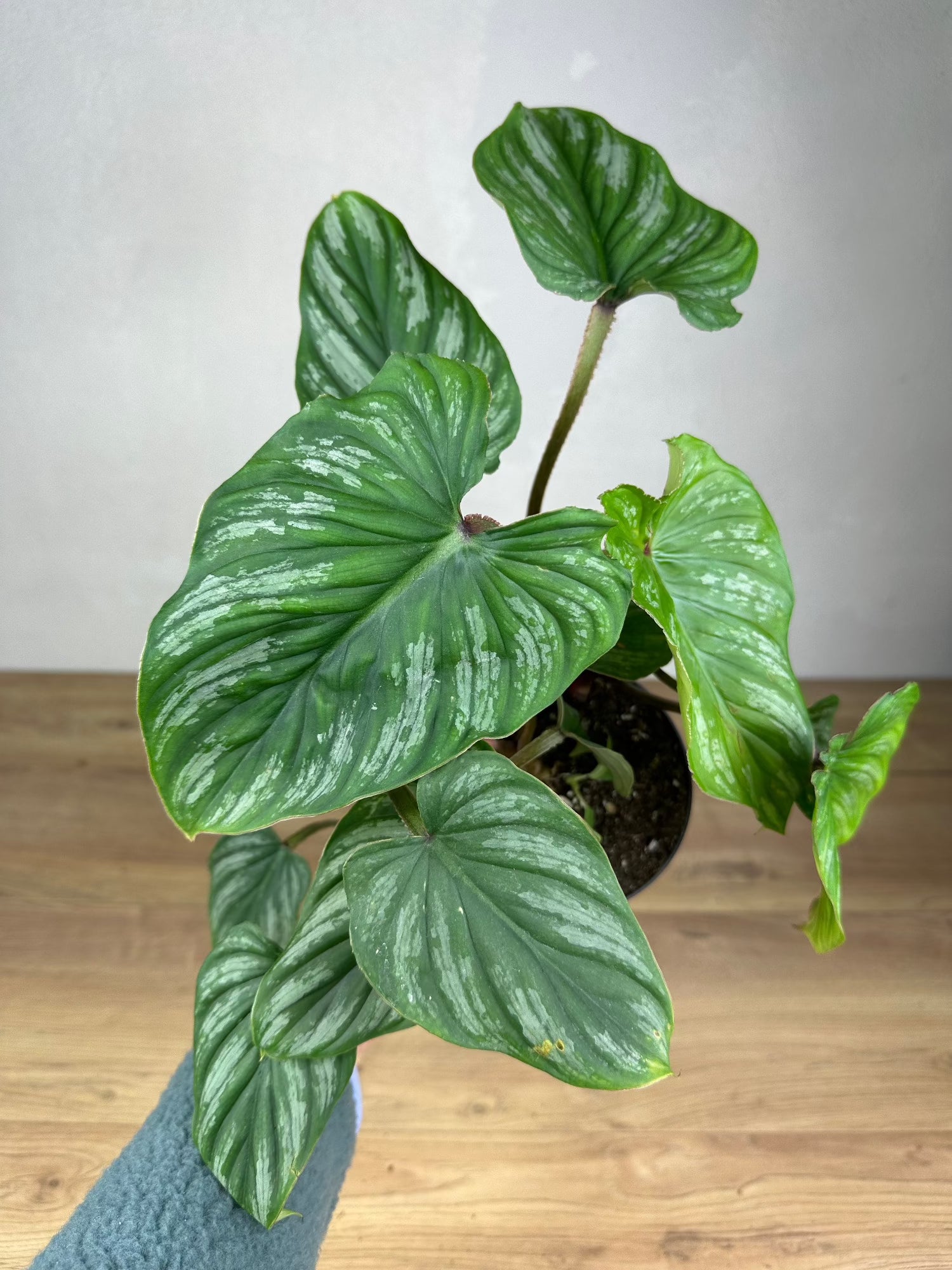 philodendron mamei humidity Philodendron Mamei