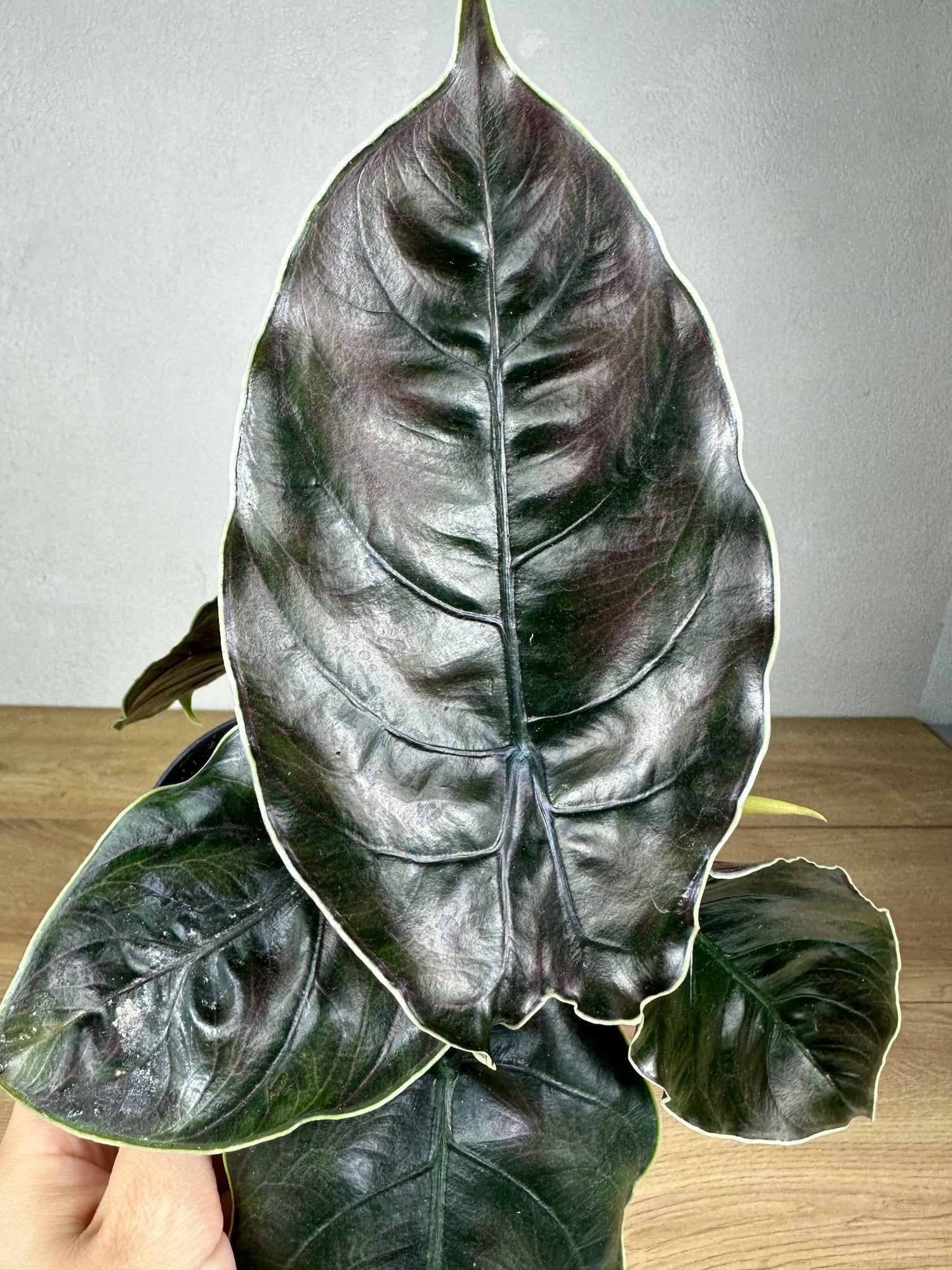 Alocasia Azlanii