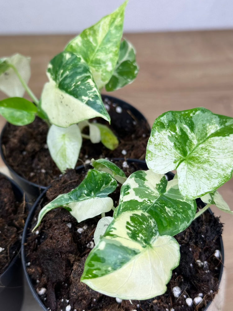 Alocasia Odora Variegata