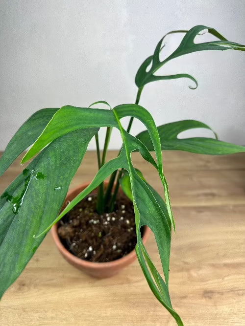 Monstera Croatii