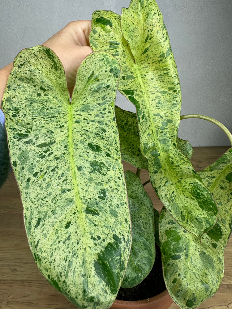 Philodendron Paraiso Verde