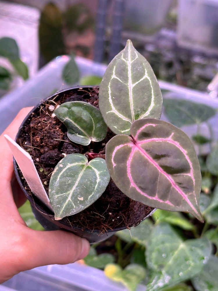 Anthurium Wonderboy A