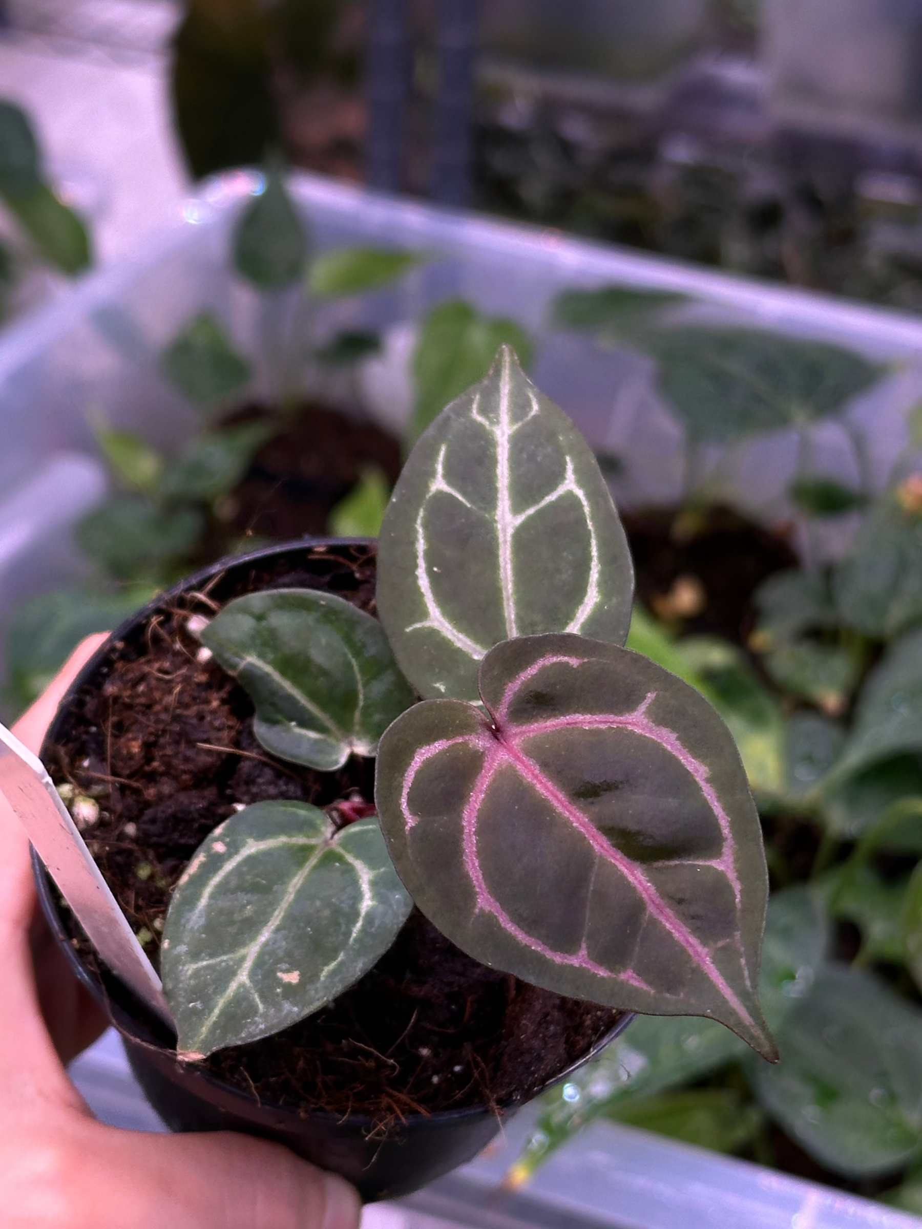 anthurium purple houseplant Anthurium Wonderboy A