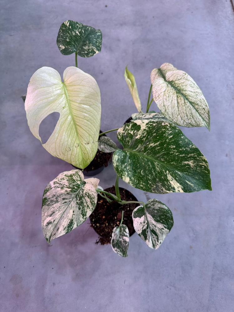 Monstera Mint M