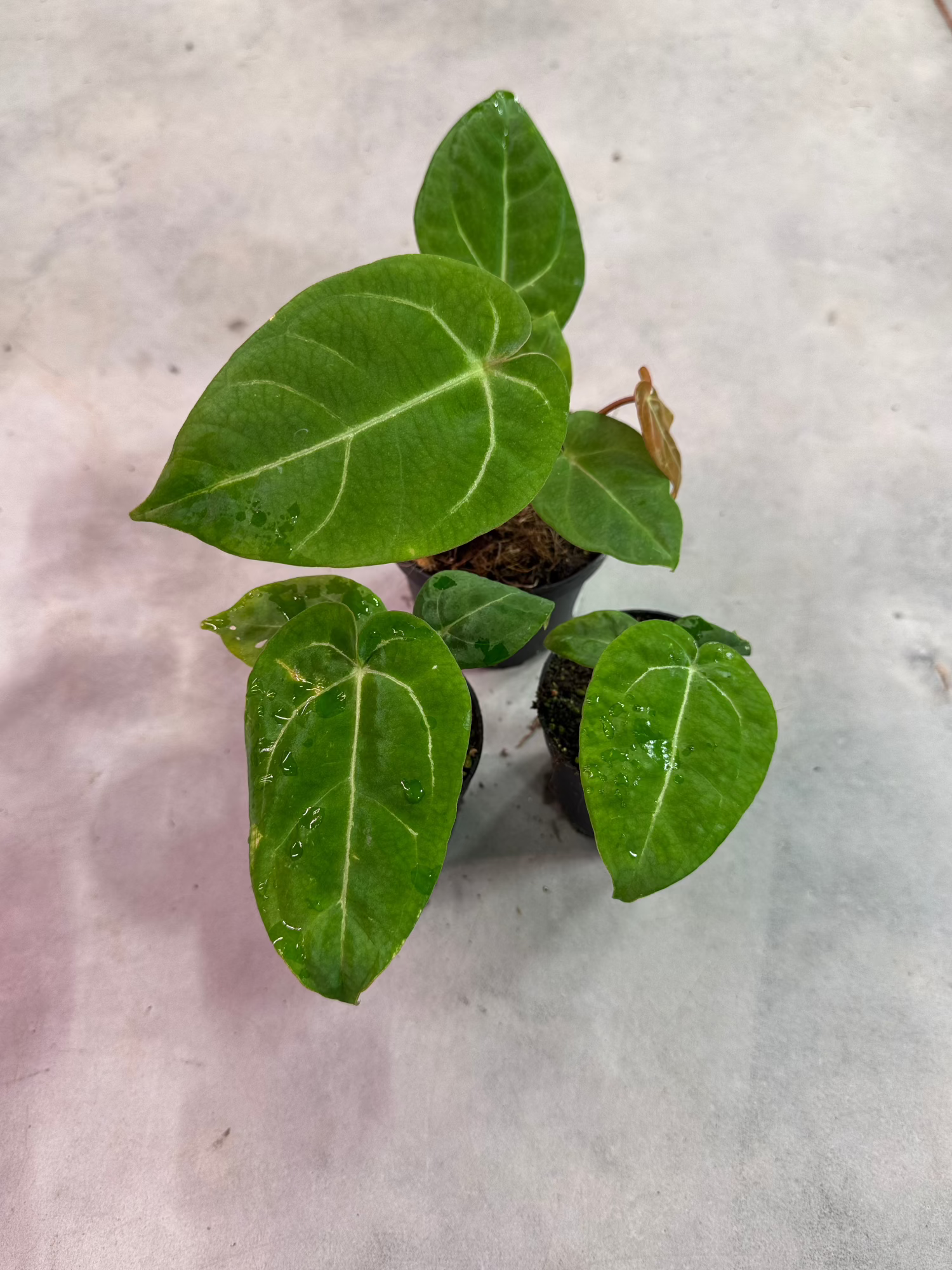 anthurium hybrid plant Anthurium King of Spades