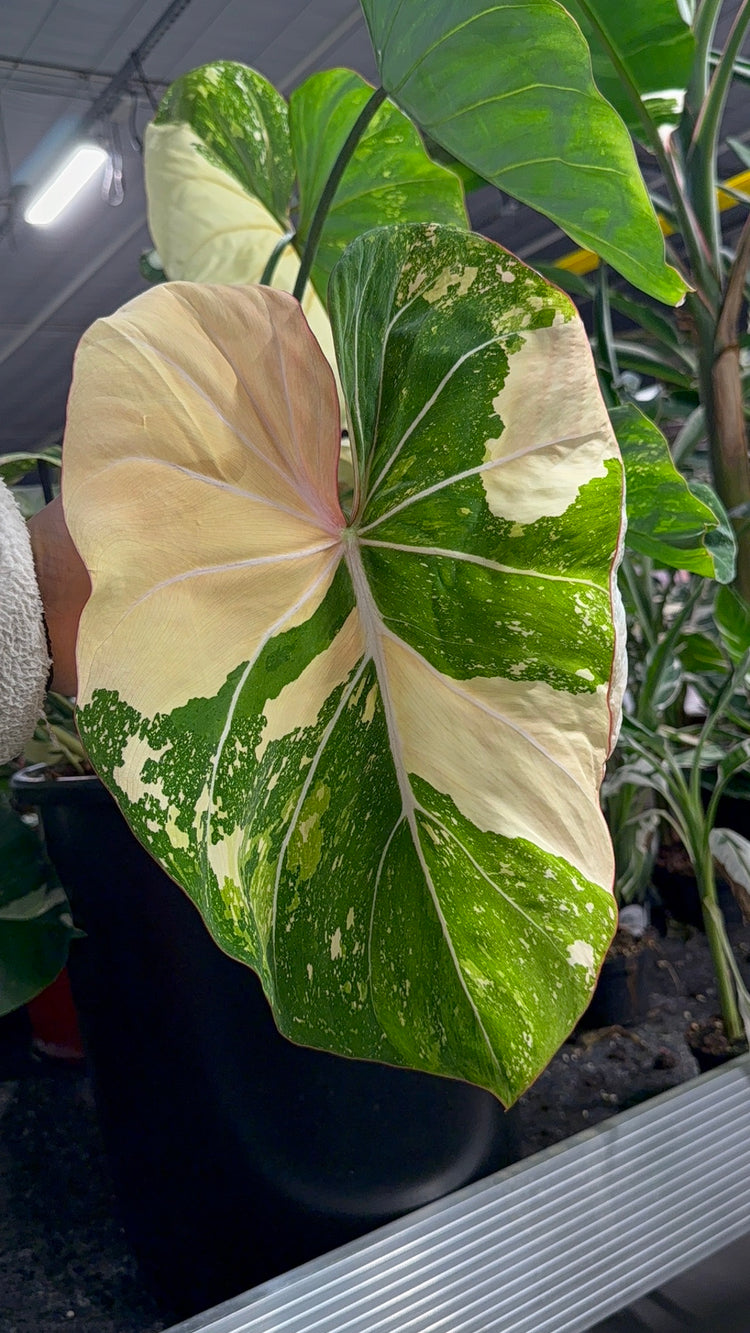 Philodendron Gloriosum Variegata "Tricolour"