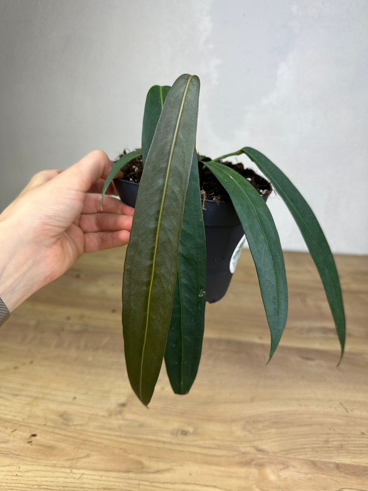Anthurium Wendlingeri
