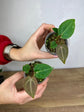 Anthurium Besseae aff. x (Zara x Michelle) No.38 Harmony Plants