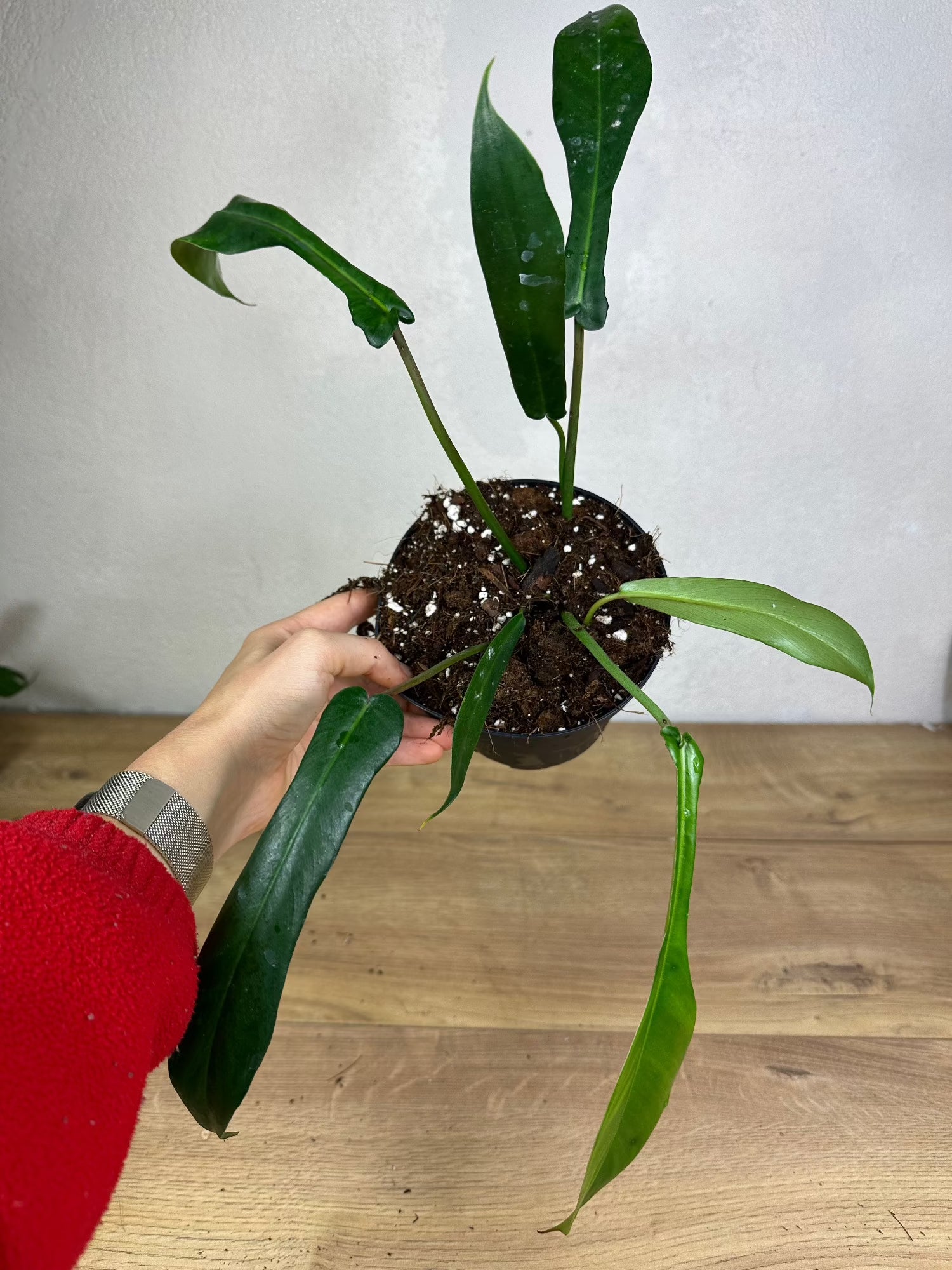 philodendron joepii price Philodendron Joepii