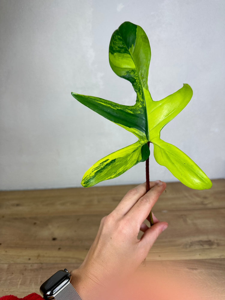 Philodendron Florida Beauty