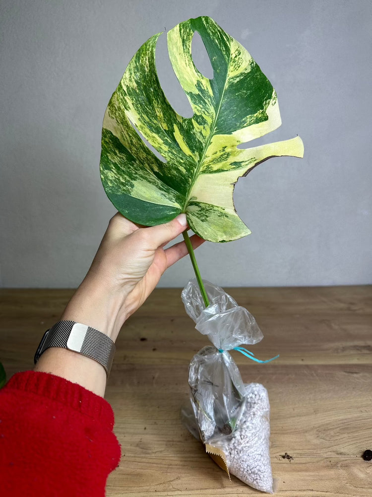 Monstera Aurea