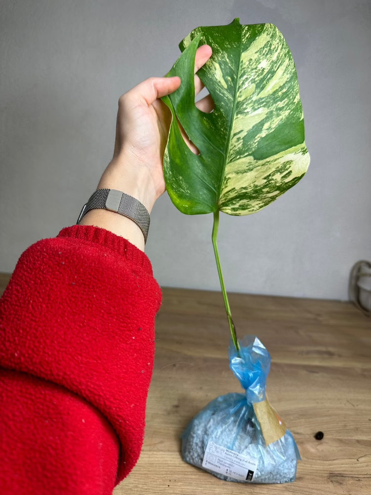 Monstera Aurea