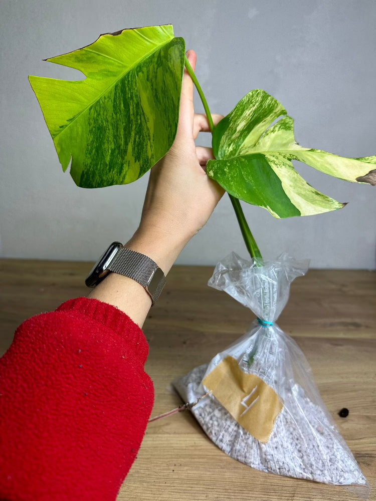Monstera Aurea