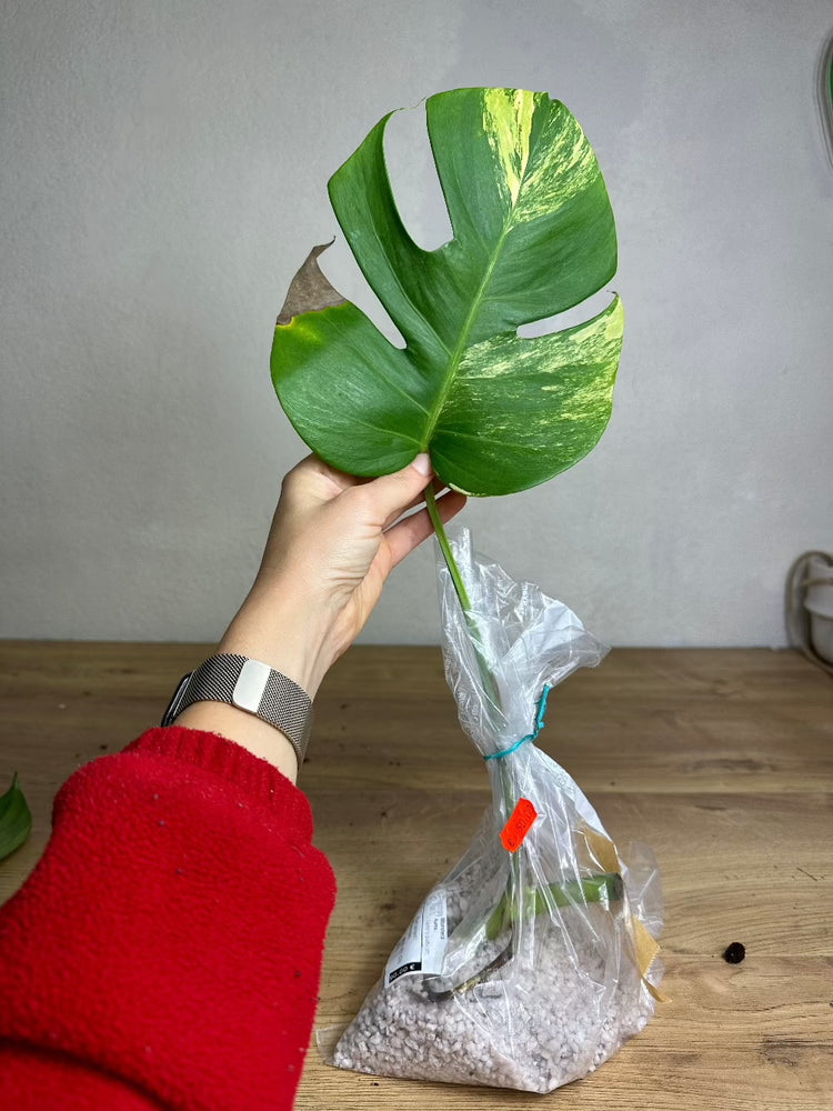 Monstera Aurea