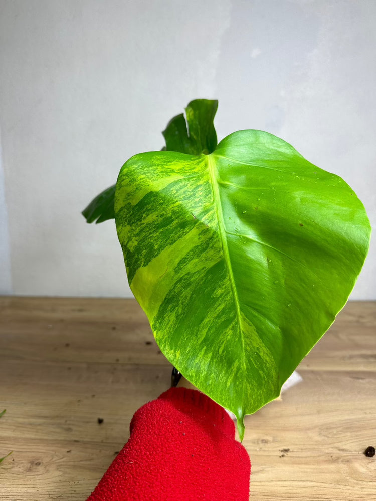 Monstera Aurea