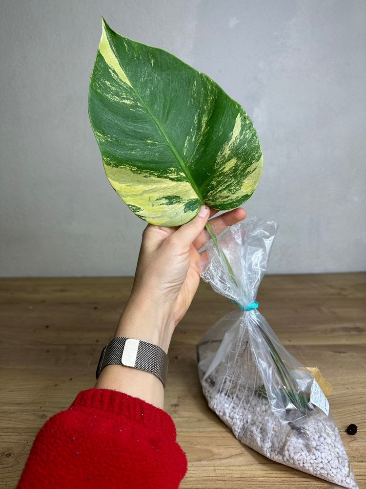 Monstera Aurea