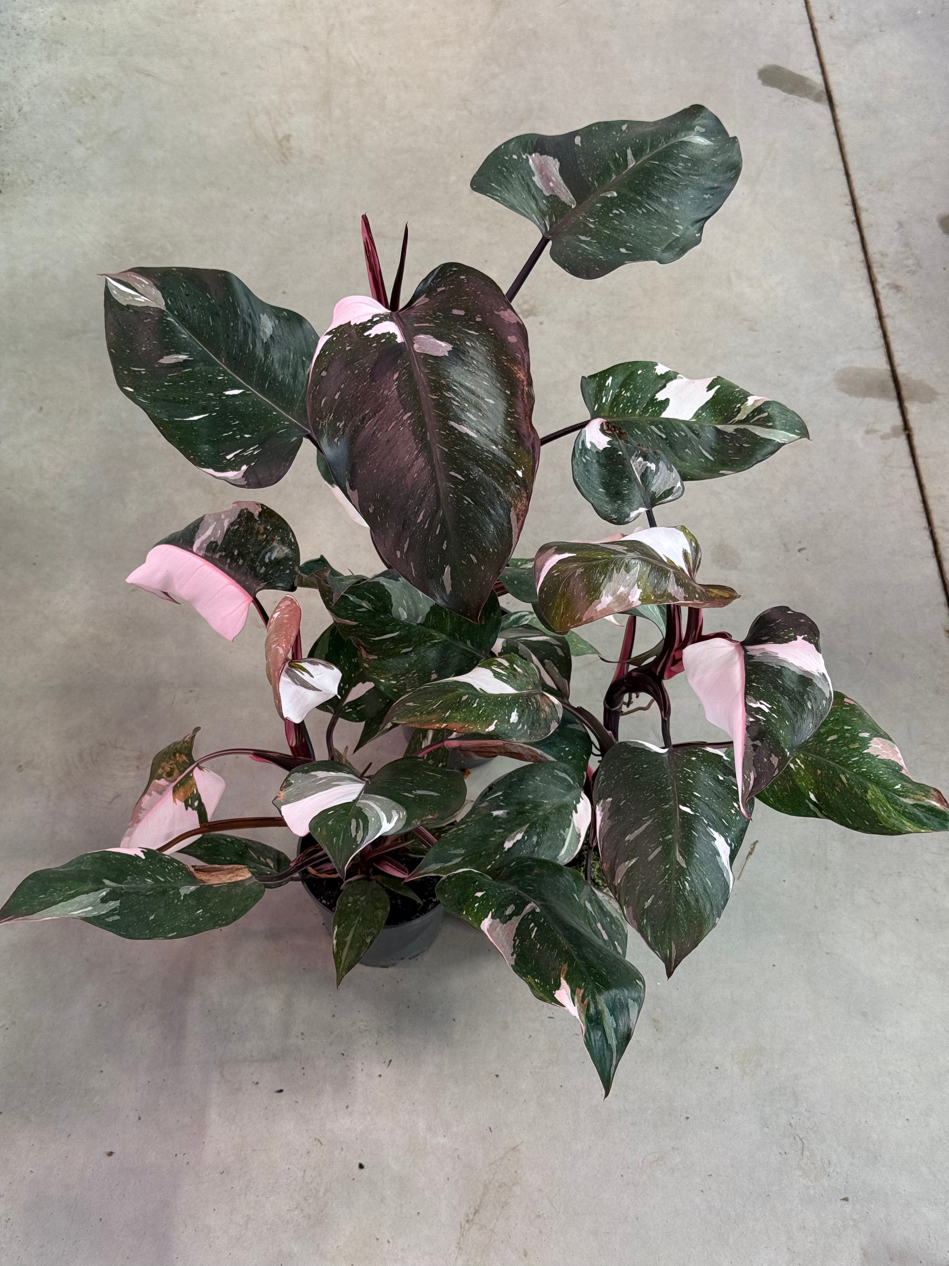red anderson philodendron for sale Philodendron Red Anderson Variegata