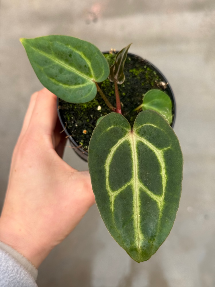 Anthurium Carlablackiae