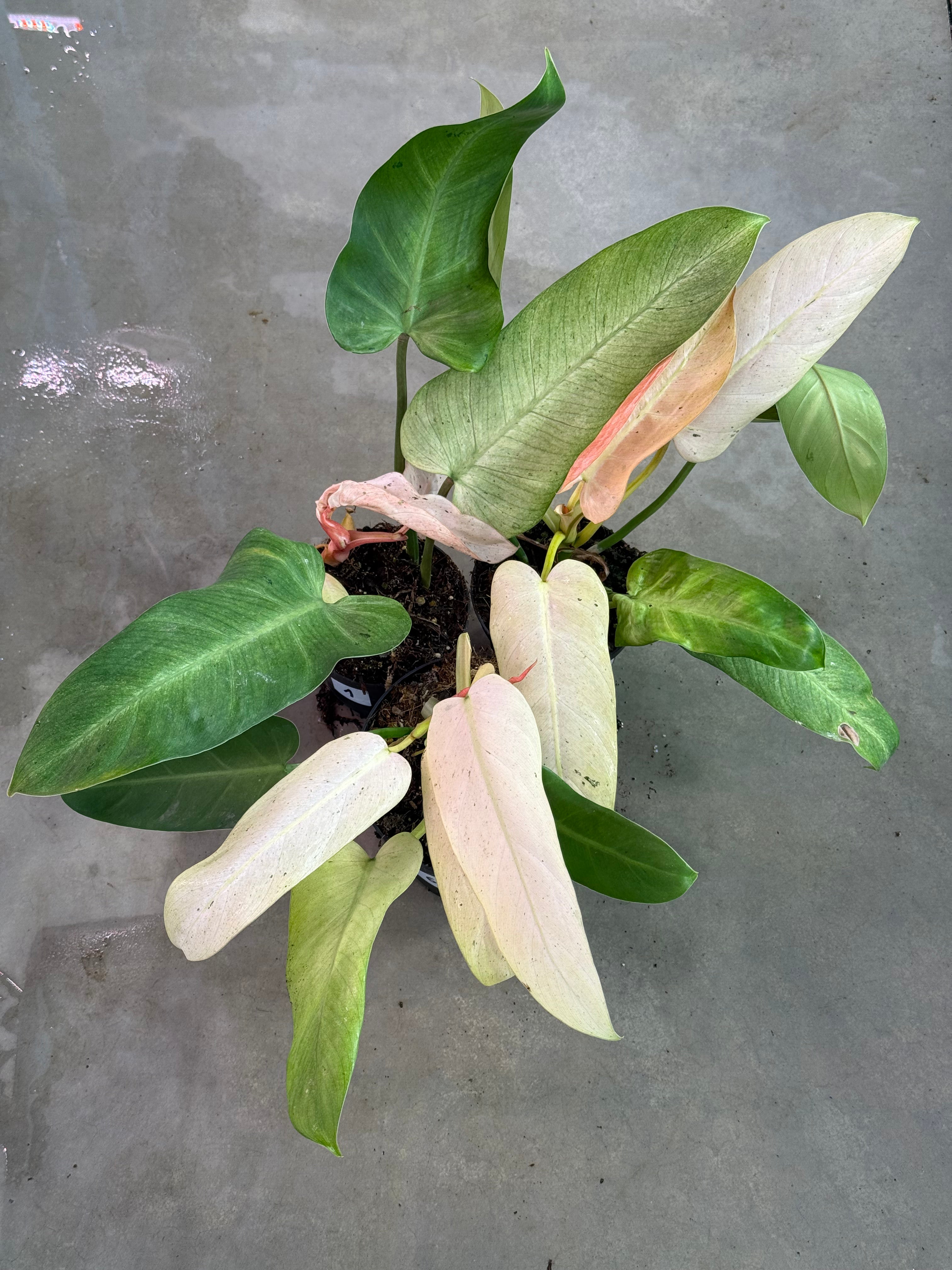philodendron whipple Philodendron Whipple Way