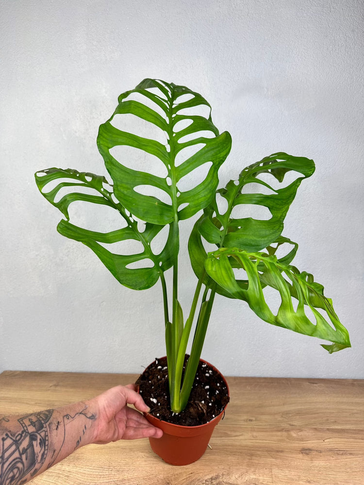 Monstera Epipremnoides Esqueleto XL
