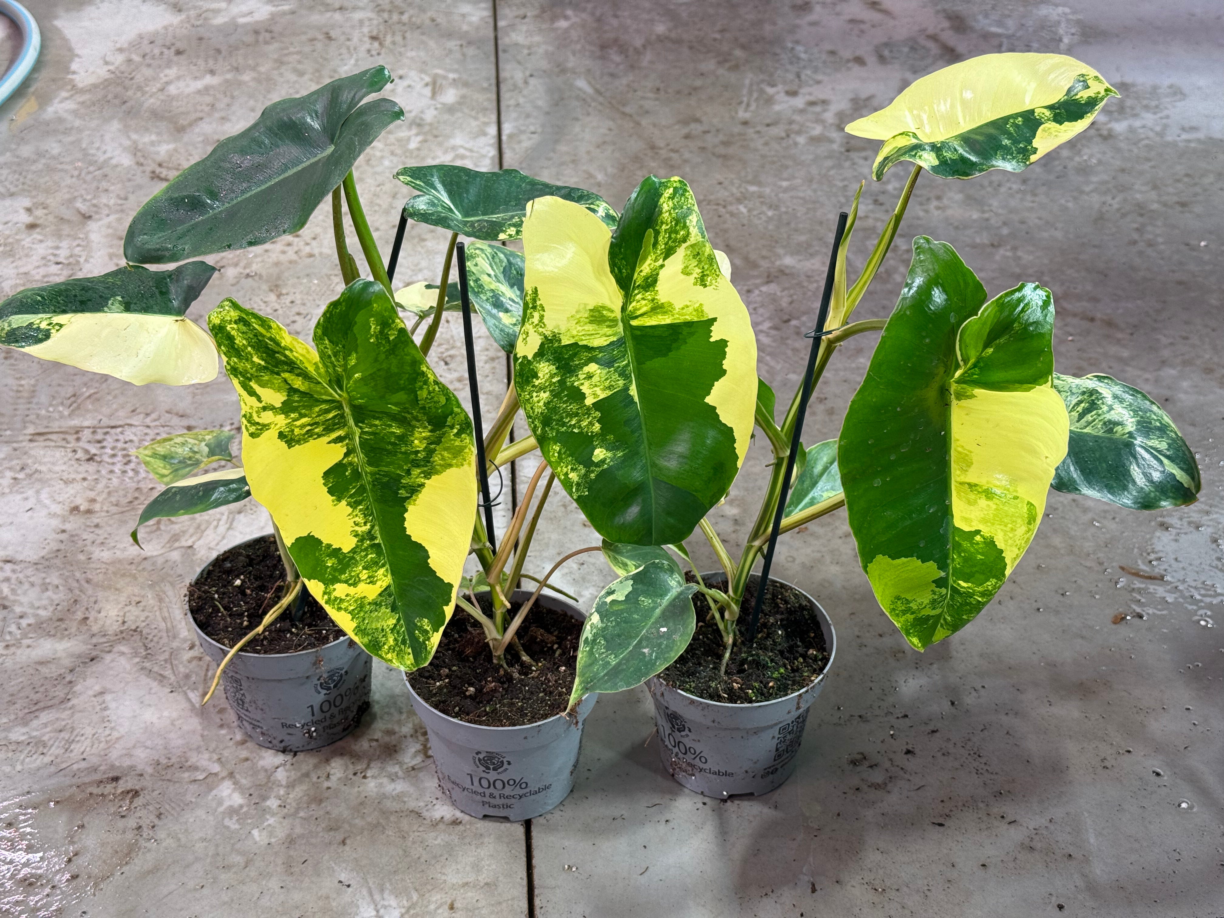 philodendron variegated burle marx Philodendron Burle Marx Variegata