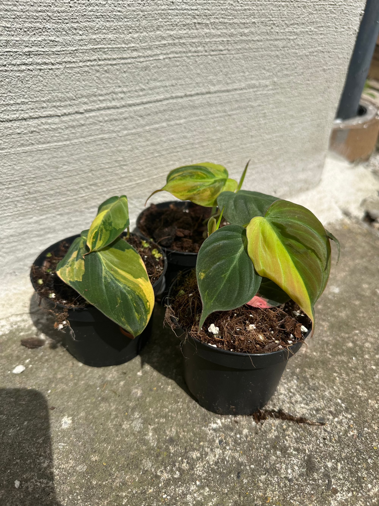 Philodendron Micans Variegata