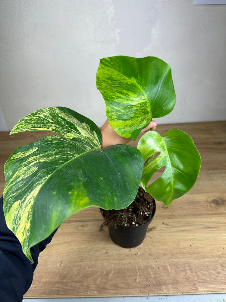 Monstera Aurea Variegata