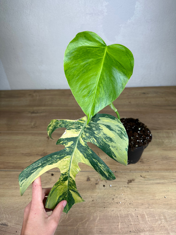 Monstera Aurea Variegata