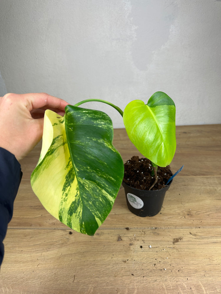 Monstera Aurea Variegata