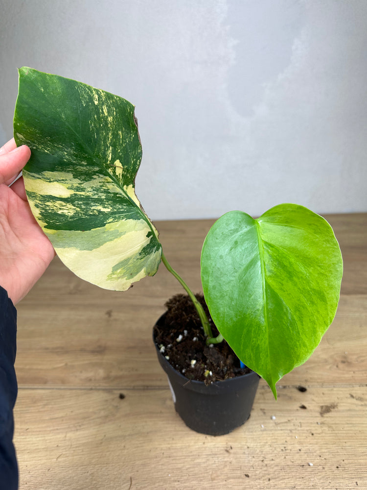 Monstera Aurea Variegata