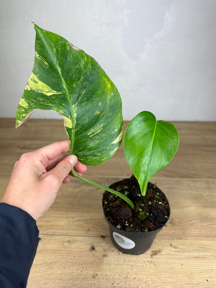 Monstera Aurea Variegata