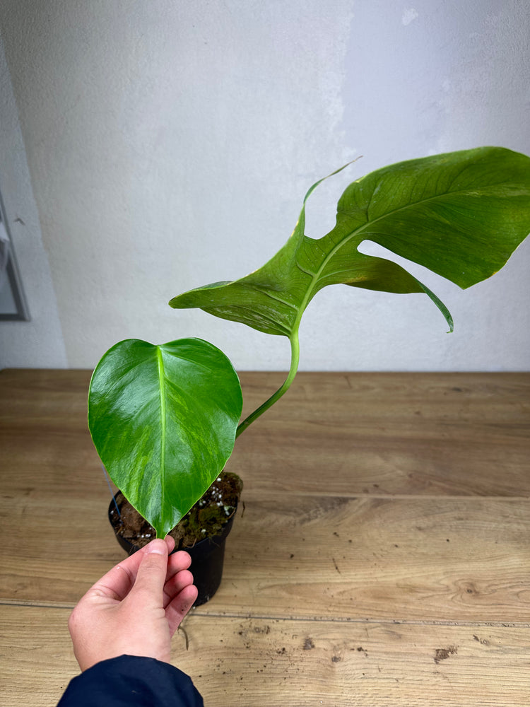 Monstera Aurea Variegata