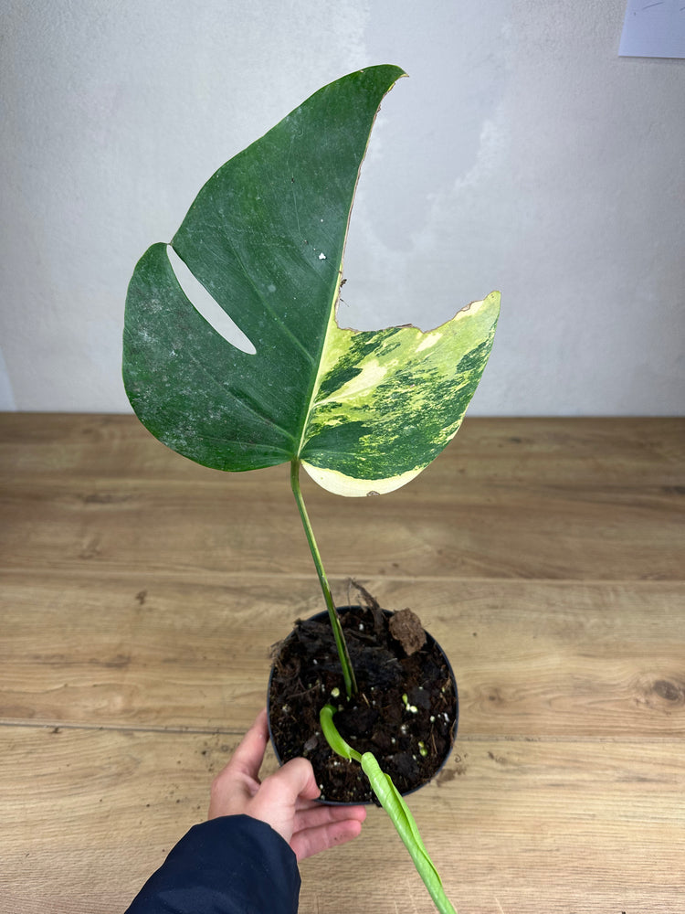 Monstera Aurea Variegata