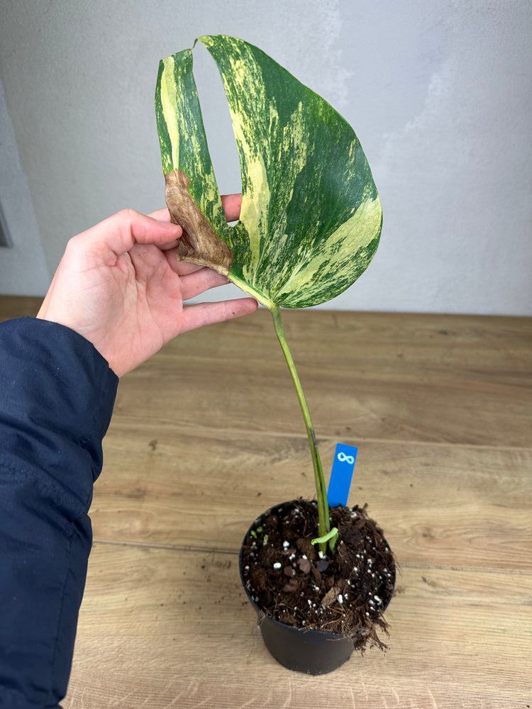 Monstera Aurea Variegata