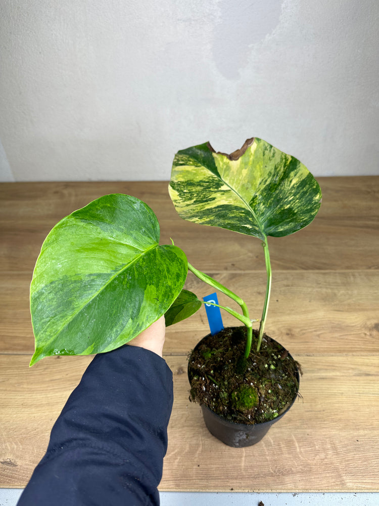 Monstera Aurea Variegata