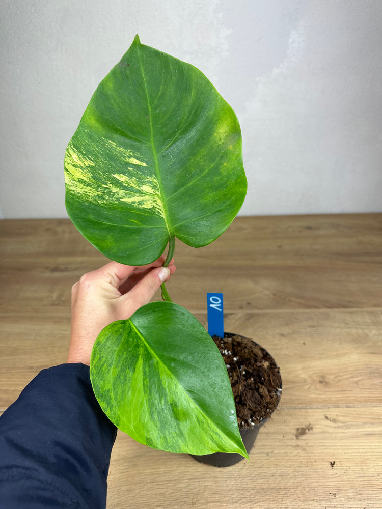 Monstera Aurea Variegata