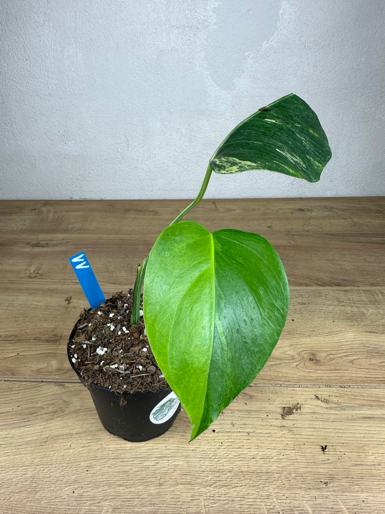 Monstera Aurea Variegata