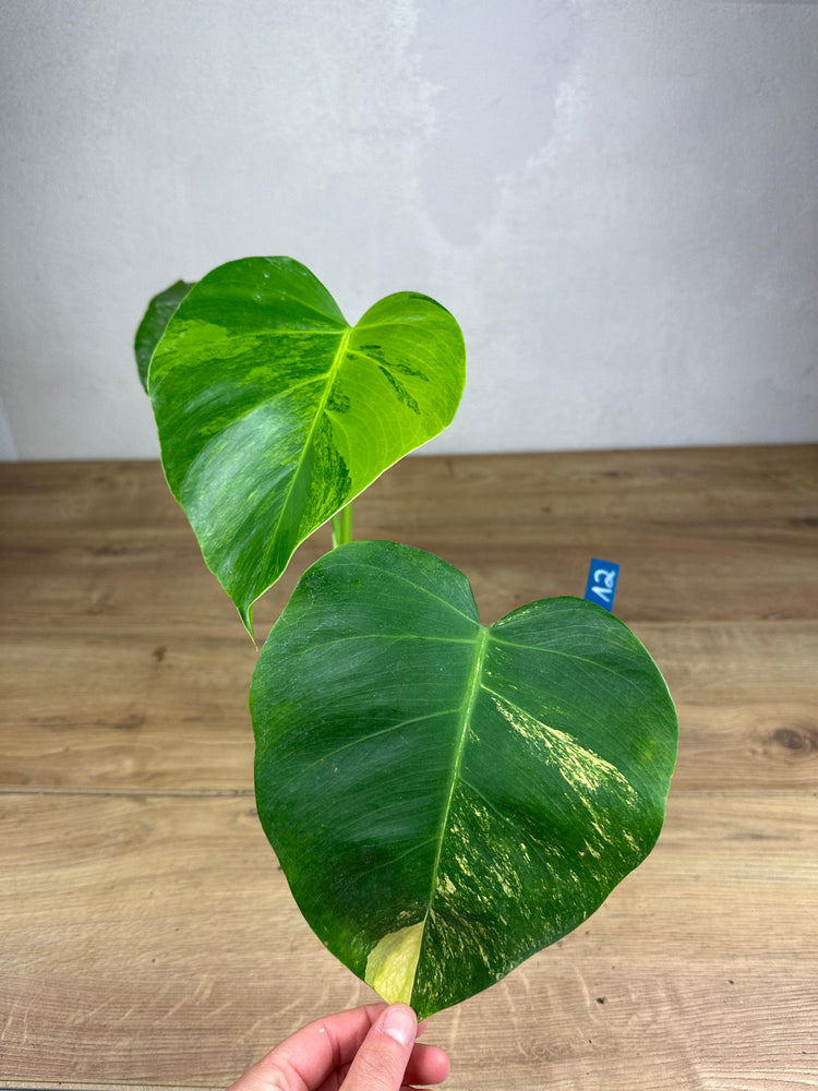 Monstera Aurea Variegata
